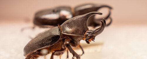 Laboratorio de Entomología del Departamento de Biología de la UNAL. Foto: María Fernanda Londoño, Unimedios.