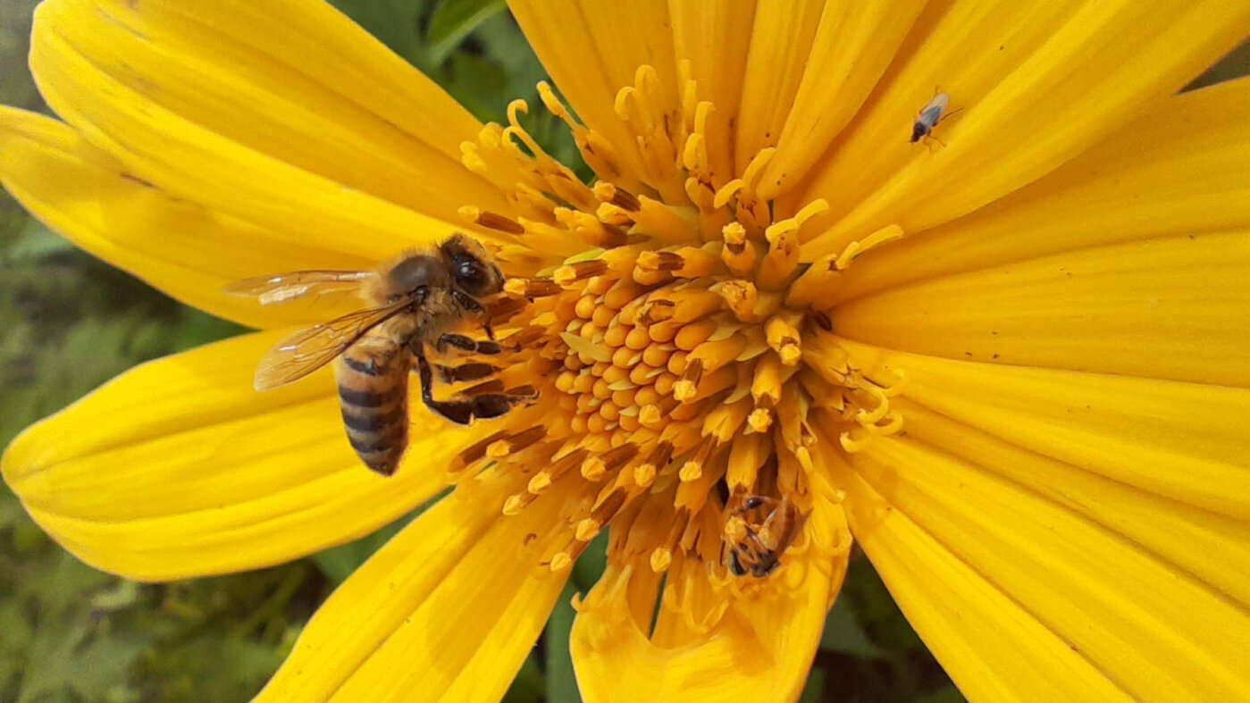 Por primera vez hallan en Colombia microparásito que enferma a las abejas