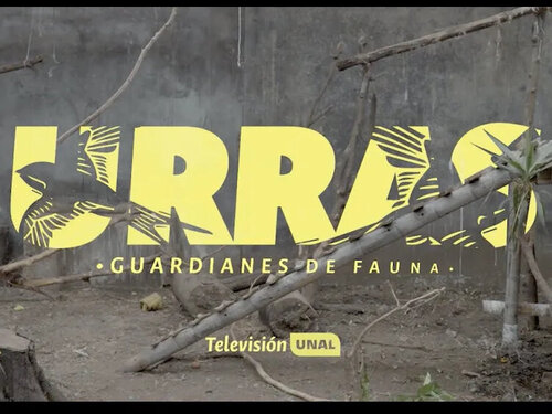 Tayra | URRAS ¡Guardianes de fauna!