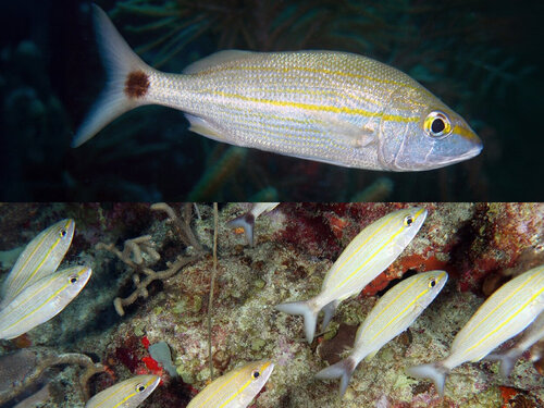 Peces emblemáticos del Caribe amenazados por falta de cruces entre poblaciones 