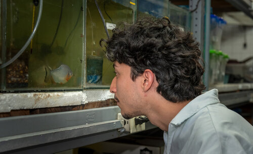 Biólogos de la UNAL, estudian y cuidan las especies de peces y reptiles que habitan en el campus de la Sede Bogotá