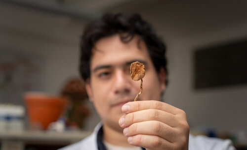 Química de Hongos Macromicetos. Foto: María Fernanda Londoño, Unimedios.