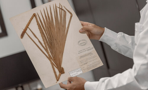 Colecciones del Herbario Nacional del jardín botánico de la UNAL Sede Caribe. Foto: Archivo Unimedios.