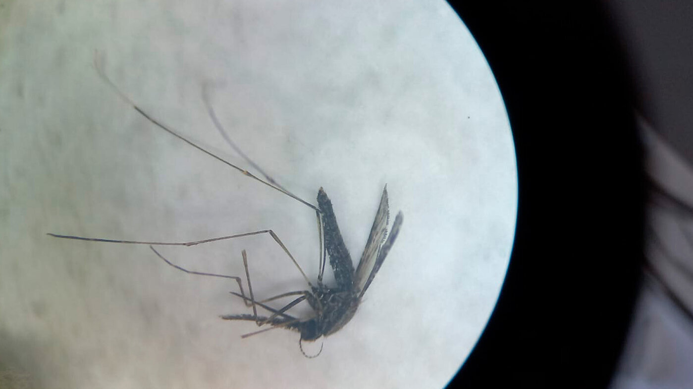 Malaria y sequía, una riesgosa combinación para la Amazonia