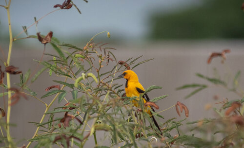 El turpial amarillo es una de las especies de aves observables en la UNAL, Sede De La Paz