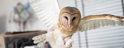 La Unidad de Rescate y Rehabilitación, recibe aves de humedales de Bogotá como lo es la Lechuza Tyto alba