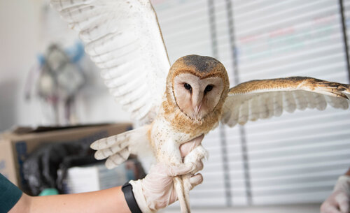 La Unidad de Rescate y Rehabilitación, recibe aves de humedales de Bogotá como lo es la Lechuza Tyto alba