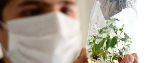 Laboratorio de Biotecnología, Cultivo de maracuyá - Sede Bogotá. Foto: Archivo, Unimedios