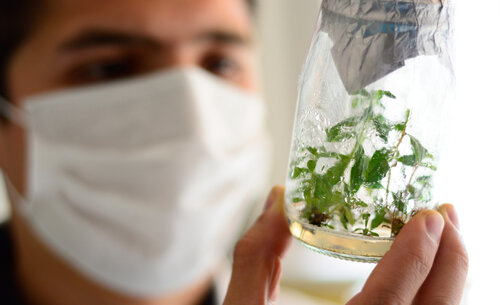 Laboratorio de Biotecnología, Cultivo de maracuyá - Sede Bogotá. Foto: Archivo, Unimedios