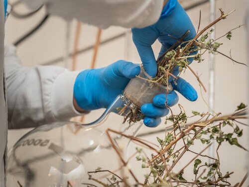 Sábila y caléndula, alternativas naturales para tratar el acné sin antibióticos