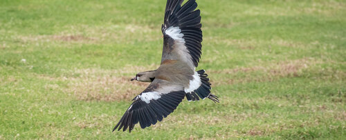 El Vanellus chilensis es una de las aves que se puede observar en el campus de la UNAL Sede Bogotá. Foto: Archivo, Unimedios