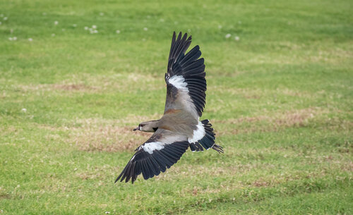 El Vanellus chilensis es una de las aves que se puede observar en el campus de la UNAL Sede Bogotá. Foto: Archivo, Unimedios