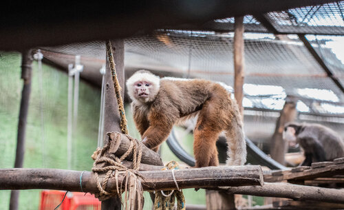 Los monos capuchinos se caracterizan por su gran agilidad, inteligencia y curiosidad por explorar. Foto: María Fernanda Londoño, Unimedios.