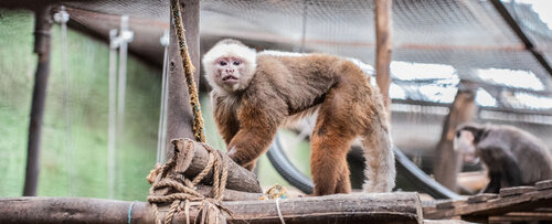 Los monos capuchinos se caracterizan por su gran agilidad, inteligencia y curiosidad por explorar. Foto: María Fernanda Londoño, Unimedios.