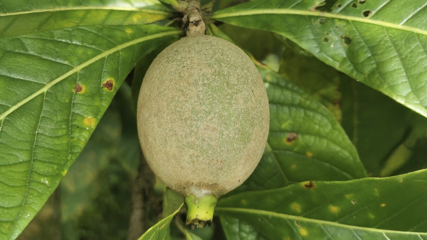 El colorante azul natural de jagua expone la vulneración de derechos indígenas por el uso de recursos genéticos en la COP16