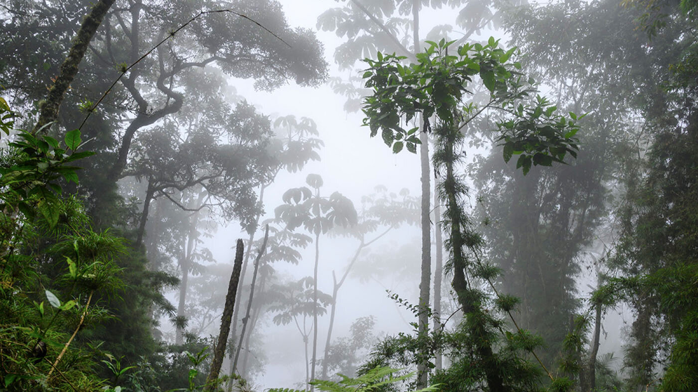 Colombia, un jardín deforestado: impacto del modelo de desarrollo en la biodiversidad