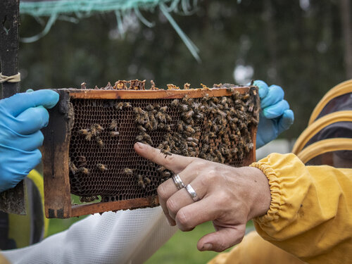 De la miel a la sostenibilidad: abejas y cultivos en Casanare, unidos para protegerse del cambio climático