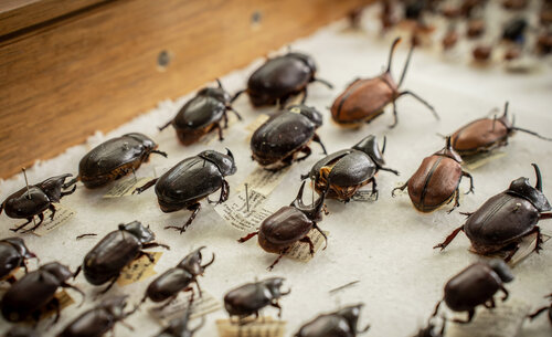 La colección de escarabajos del Departamento de Biología conserva alrededor de 2.500 ejemplares. Foto: María Fernanda Londoño, Unimedios.