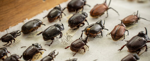 La colección de escarabajos del Departamento de Biología conserva alrededor de 2.500 ejemplares. Foto: María Fernanda Londoño, Unimedios.