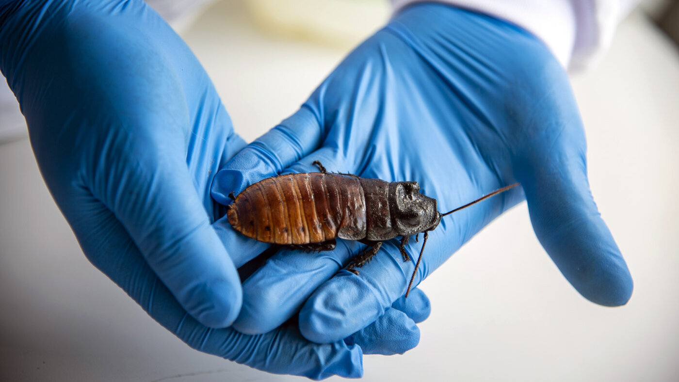 Cucarachas serían una alternativa a la contaminación por microplásticos