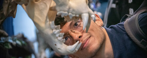 Mamíferos del Museo de Historia Natural, UNAL Sede Bogotá. Foto: María Fernanda Londoño, Unimedios