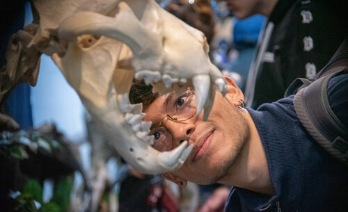 Mamíferos del Museo de Historia Natural, UNAL Sede Bogotá. Foto: María Fernanda Londoño, Unimedios