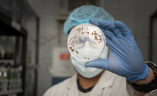 Laboratorio de cultivos de algas del Departamento de Biología, Sede Bogotá.  Foto: María Fernanda Londoño, Unimedios.