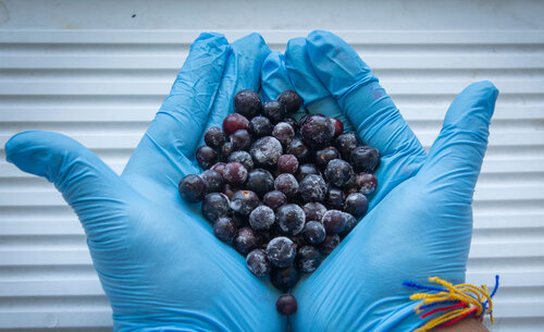 Laboratorio de frutas tropicales, UNAL Sede Bogotá. Foto Nicol Torres, Unimedios