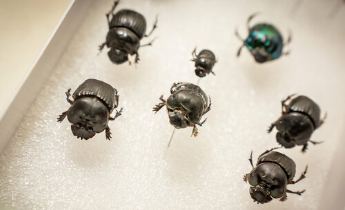 En el Laboratorio de Entomología investiga sobre la ecología de los insectos de alta montaña. Foto: María Fernanda Londoño, Unimedios.