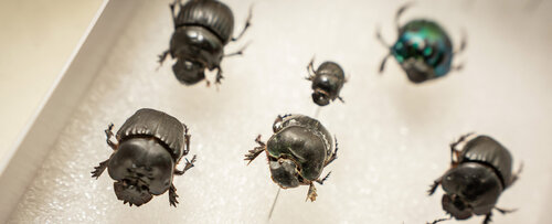 En el Laboratorio de Entomología investiga sobre la ecología de los insectos de alta montaña. Foto: María Fernanda Londoño, Unimedios.