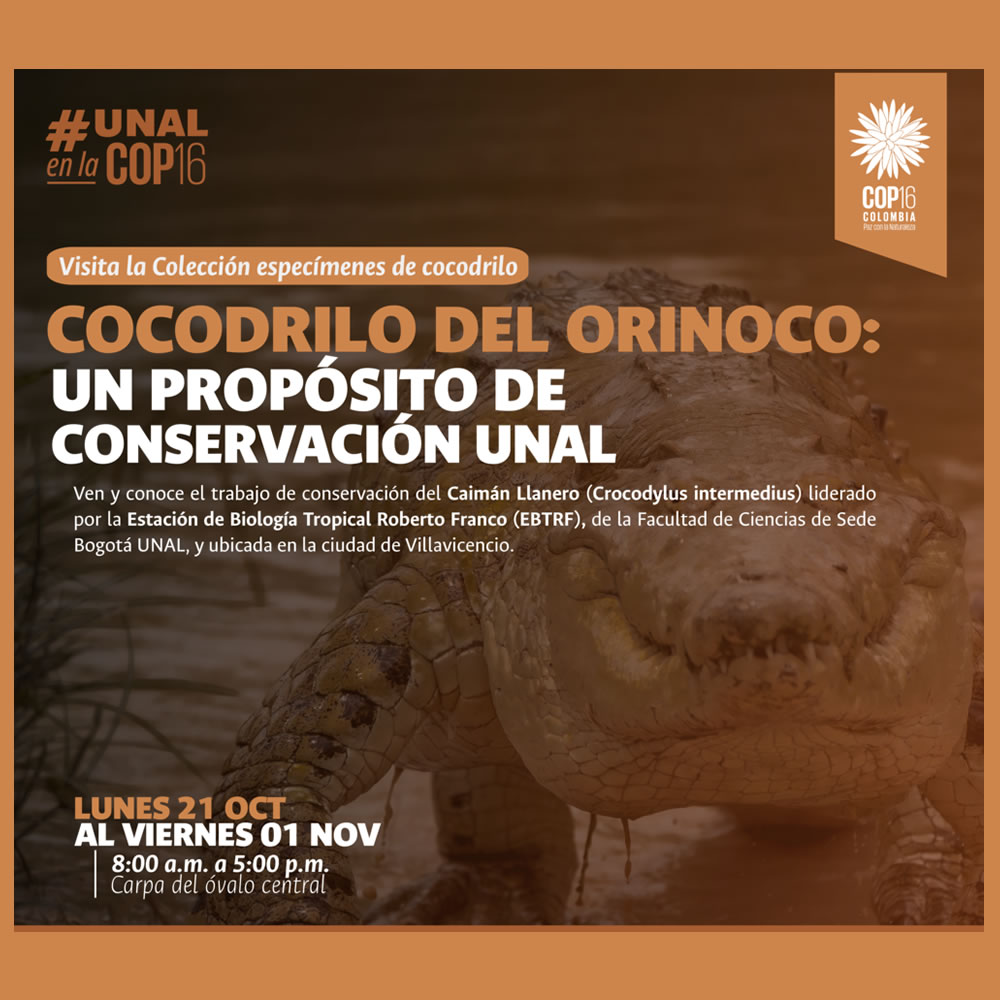 Cocodrilo del Orinoco: un propósito de conservación UNAL