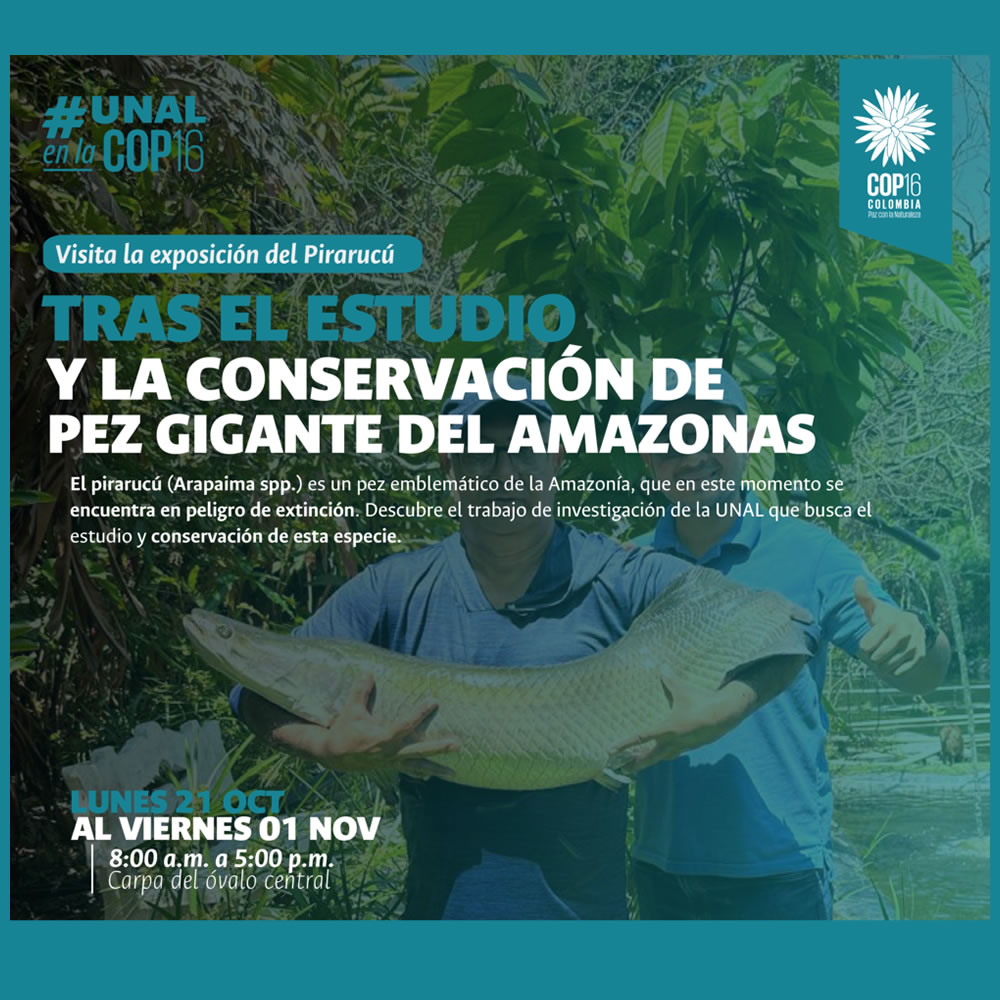 Tras el estudio y la conservación del pez gigante del Amazonas