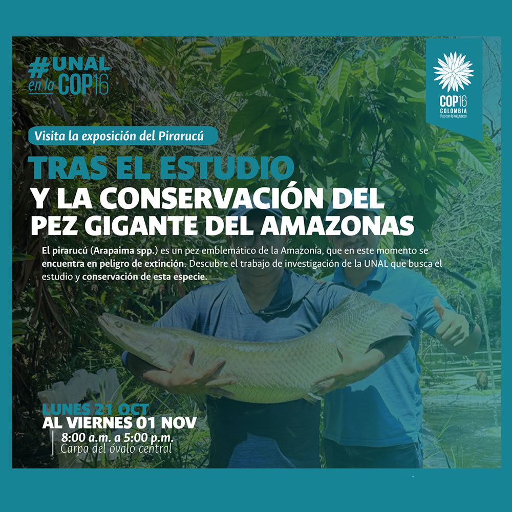 Tras el estudio y la conservación del pez gigante del Amazonas