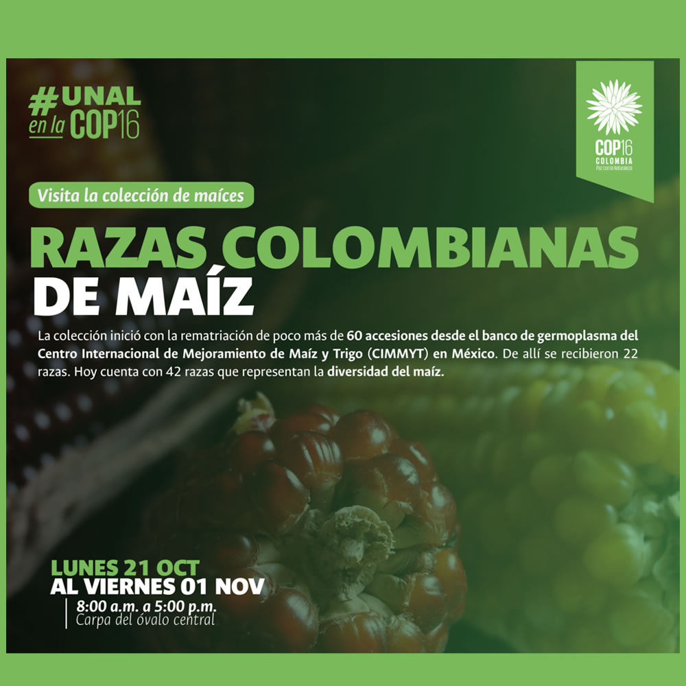 Razas Colombianas de Maíz